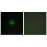 Immunofluorescence - DGKK Antibody from Signalway Antibody (33927) - Antibodies.com