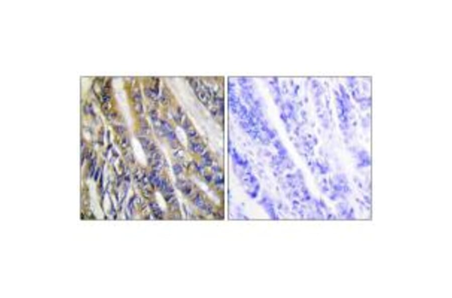 Immunohistochemistry - DGKH Antibody from Signalway Antibody (33954) - Antibodies.com