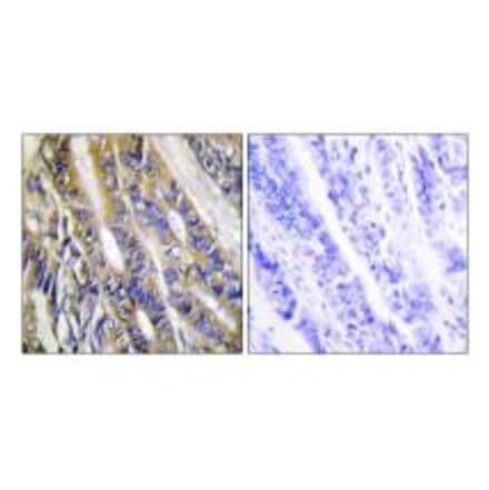 Immunohistochemistry - DGKH Antibody from Signalway Antibody (33954) - Antibodies.com