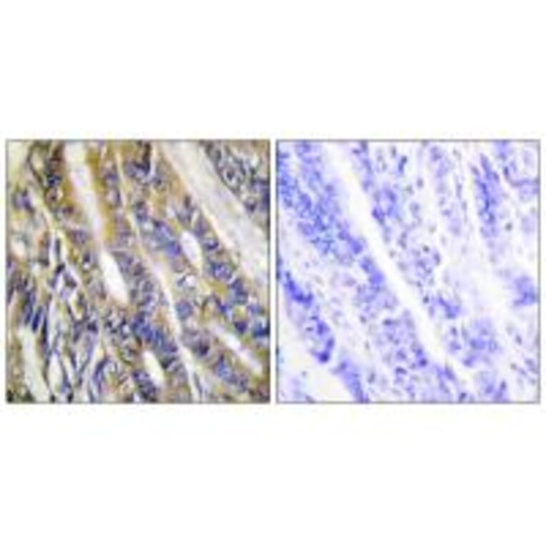Immunohistochemistry - DGKH Antibody from Signalway Antibody (33954) - Antibodies.com