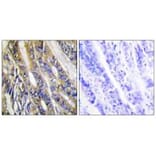 Immunohistochemistry - DGKH Antibody from Signalway Antibody (33954) - Antibodies.com