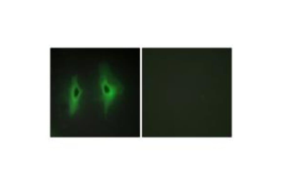 Immunofluorescence - DGKH Antibody from Signalway Antibody (33954) - Antibodies.com