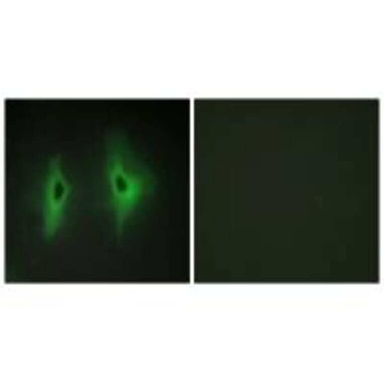 Immunofluorescence - DGKH Antibody from Signalway Antibody (33954) - Antibodies.com