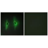 Immunofluorescence - DGKH Antibody from Signalway Antibody (33954) - Antibodies.com