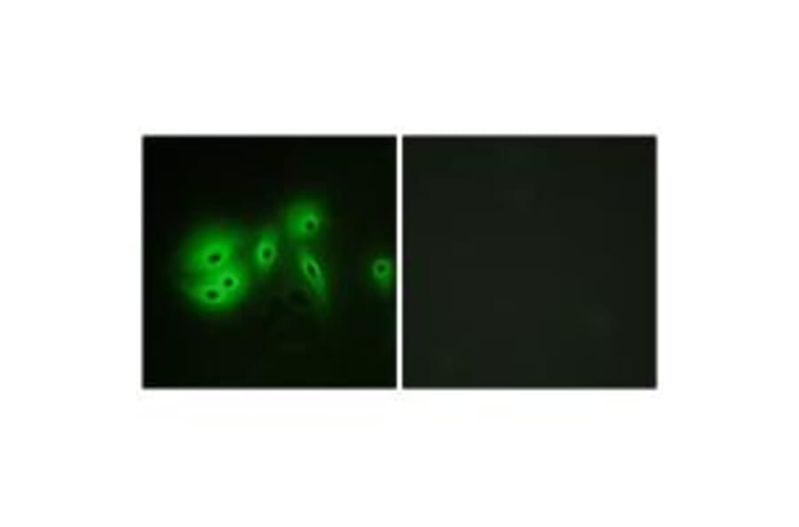Immunofluorescence - ADCY8 Antibody from Signalway Antibody (34163) - Antibodies.com