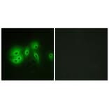 Immunofluorescence - ADCY8 Antibody from Signalway Antibody (34163) - Antibodies.com