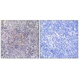 Immunohistochemistry - XRCC3 Antibody from Signalway Antibody (34301) - Antibodies.com