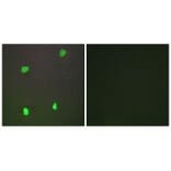 Immunofluorescence - XRCC3 Antibody from Signalway Antibody (34301) - Antibodies.com