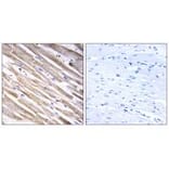 Immunohistochemistry - RPL3L Antibody from Signalway Antibody (34361) - Antibodies.com
