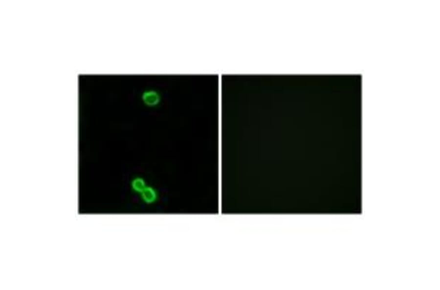 Immunofluorescence - RPL3L Antibody from Signalway Antibody (34361) - Antibodies.com