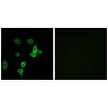 Immunofluorescence - KANK2 Antibody from Signalway Antibody (34424) - Antibodies.com