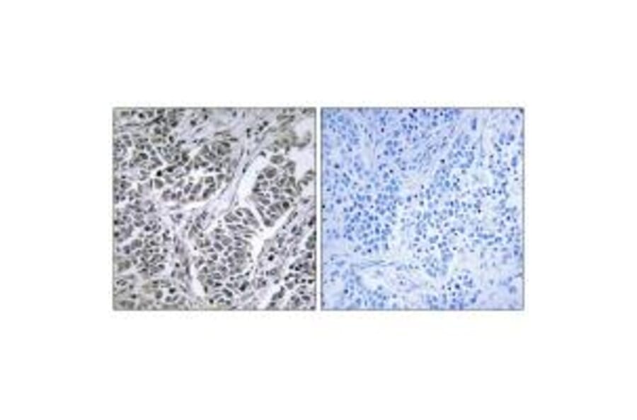 Immunohistochemistry - ATP5D Antibody from Signalway Antibody (34447) - Antibodies.com