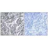Immunohistochemistry - ATP5D Antibody from Signalway Antibody (34447) - Antibodies.com