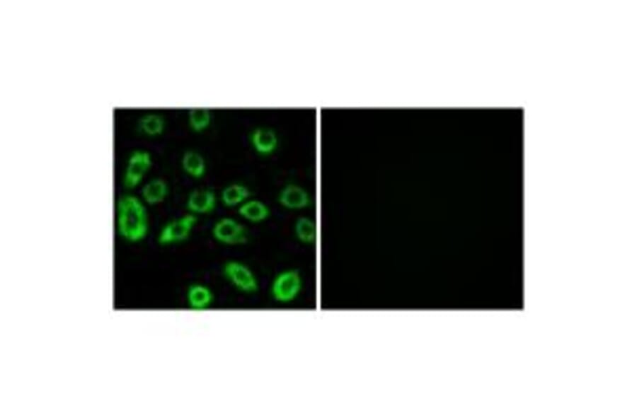 Immunofluorescence - ATP5D Antibody from Signalway Antibody (34447) - Antibodies.com