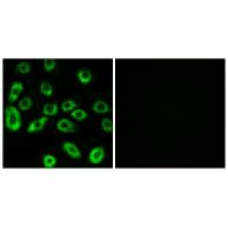 Immunofluorescence - ATP5D Antibody from Signalway Antibody (34447) - Antibodies.com