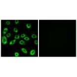 Immunofluorescence - ATP5D Antibody from Signalway Antibody (34447) - Antibodies.com