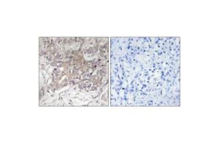 Immunohistochemistry - GCNT3 Antibody from Signalway Antibody (34483) - Antibodies.com