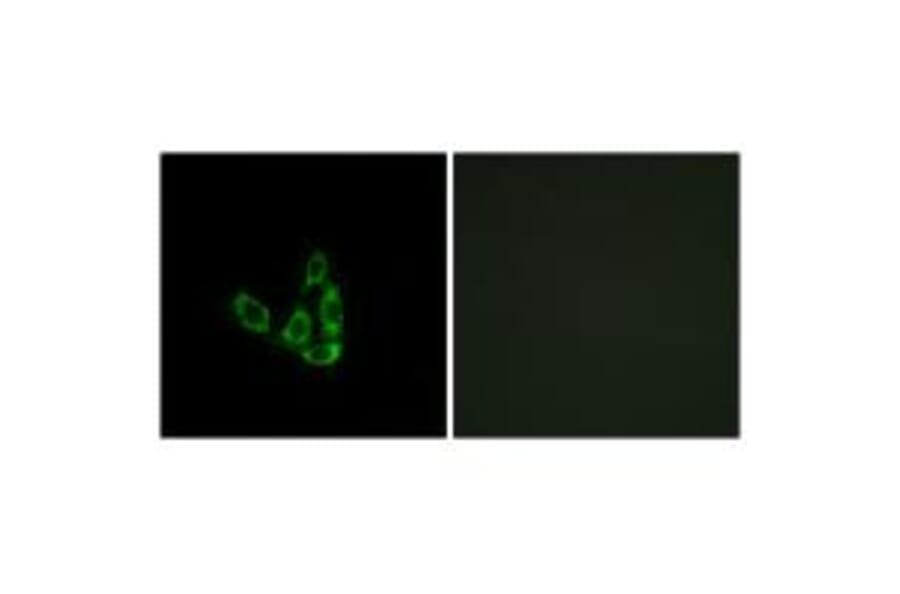 Immunofluorescence - GCNT3 Antibody from Signalway Antibody (34483) - Antibodies.com