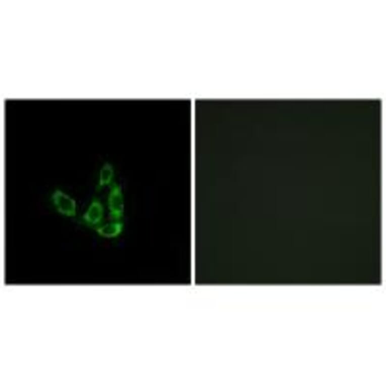 Immunofluorescence - GCNT3 Antibody from Signalway Antibody (34483) - Antibodies.com