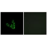 Immunofluorescence - GCNT3 Antibody from Signalway Antibody (34483) - Antibodies.com