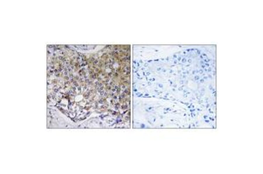 Immunohistochemistry - ATG4A Antibody from Signalway Antibody (34631) - Antibodies.com