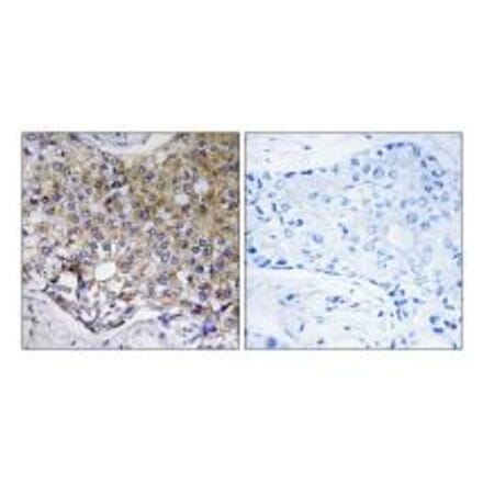 Immunohistochemistry - ATG4A Antibody from Signalway Antibody (34631) - Antibodies.com