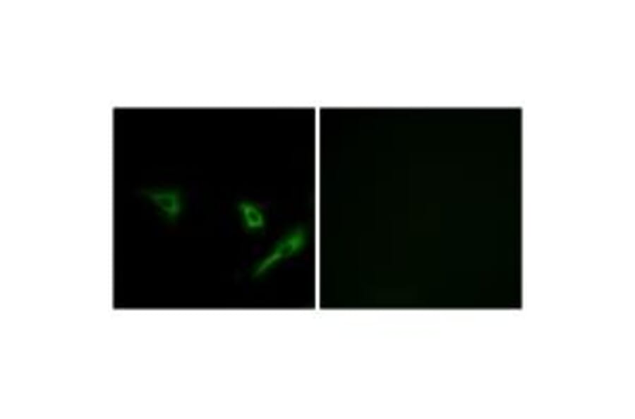 Immunofluorescence - ATG4A Antibody from Signalway Antibody (34631) - Antibodies.com