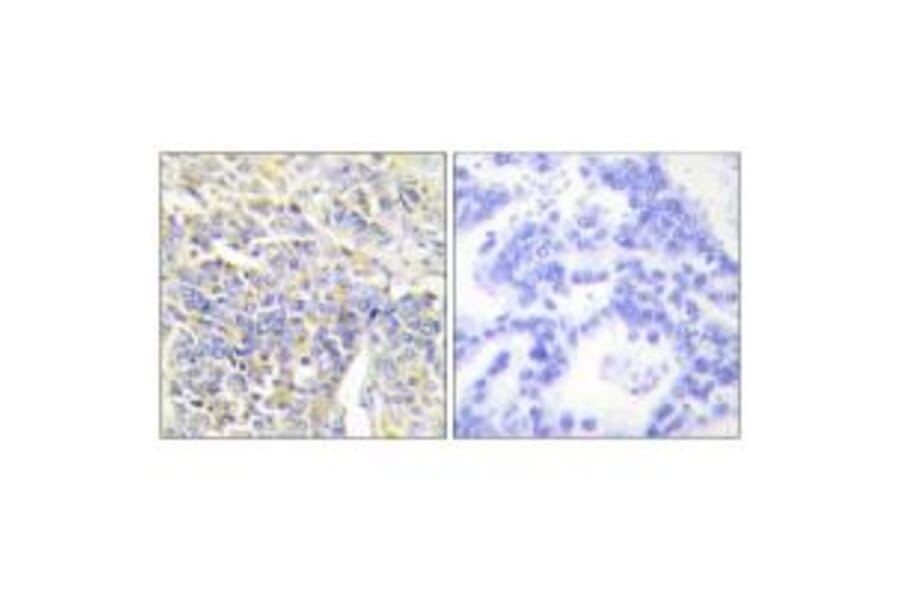 Immunohistochemistry - KAD1 Antibody from Signalway Antibody (33646) - Antibodies.com