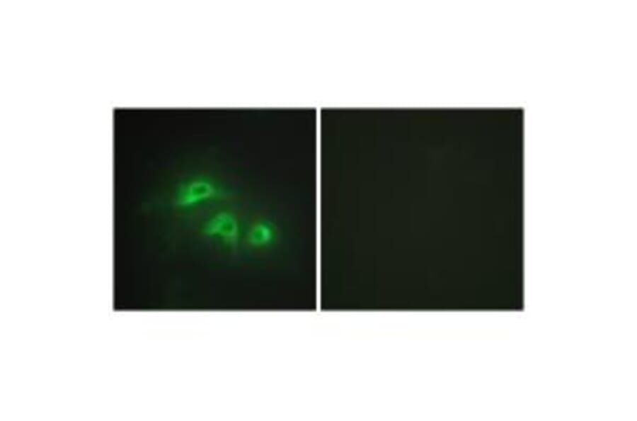 Immunofluorescence - KAD1 Antibody from Signalway Antibody (33646) - Antibodies.com