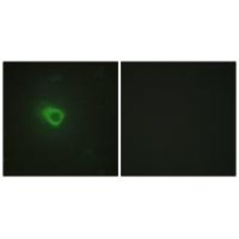 Immunofluorescence - JAK1 Antibody from Signalway Antibody (33721) - Antibodies.com