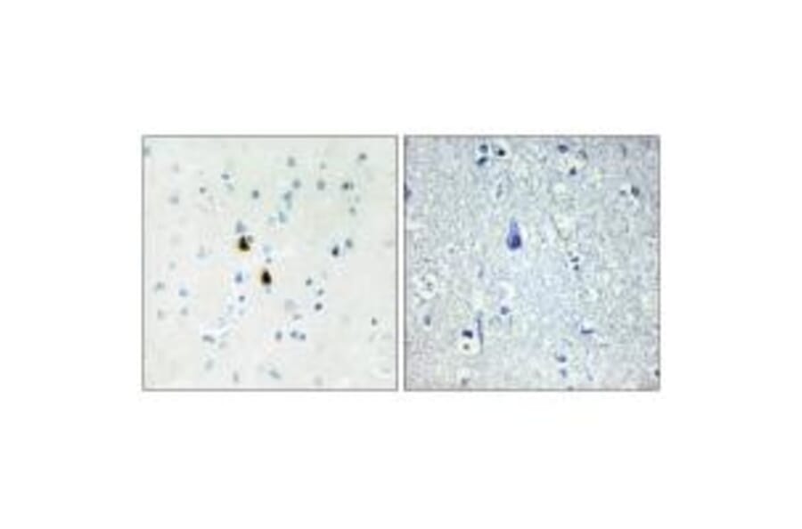 Immunohistochemistry - IPKA Antibody from Signalway Antibody (33832) - Antibodies.com