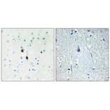 Immunohistochemistry - IPKA Antibody from Signalway Antibody (33832) - Antibodies.com