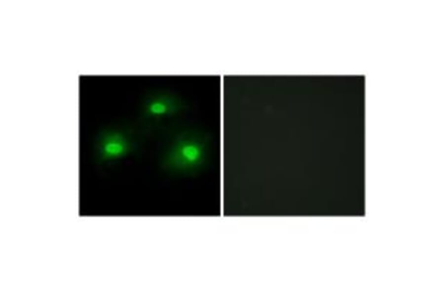 Immunofluorescence - IPKA Antibody from Signalway Antibody (33832) - Antibodies.com