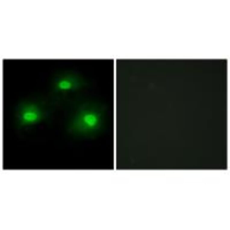 Immunofluorescence - IPKA Antibody from Signalway Antibody (33832) - Antibodies.com