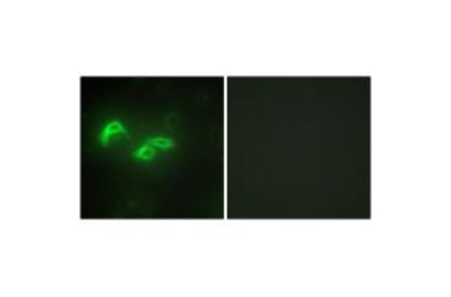 Immunofluorescence - TFAM Antibody from Signalway Antibody (33841) - Antibodies.com