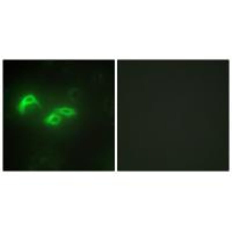 Immunofluorescence - TFAM Antibody from Signalway Antibody (33841) - Antibodies.com