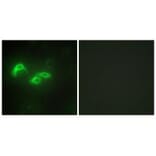 Immunofluorescence - TFAM Antibody from Signalway Antibody (33841) - Antibodies.com