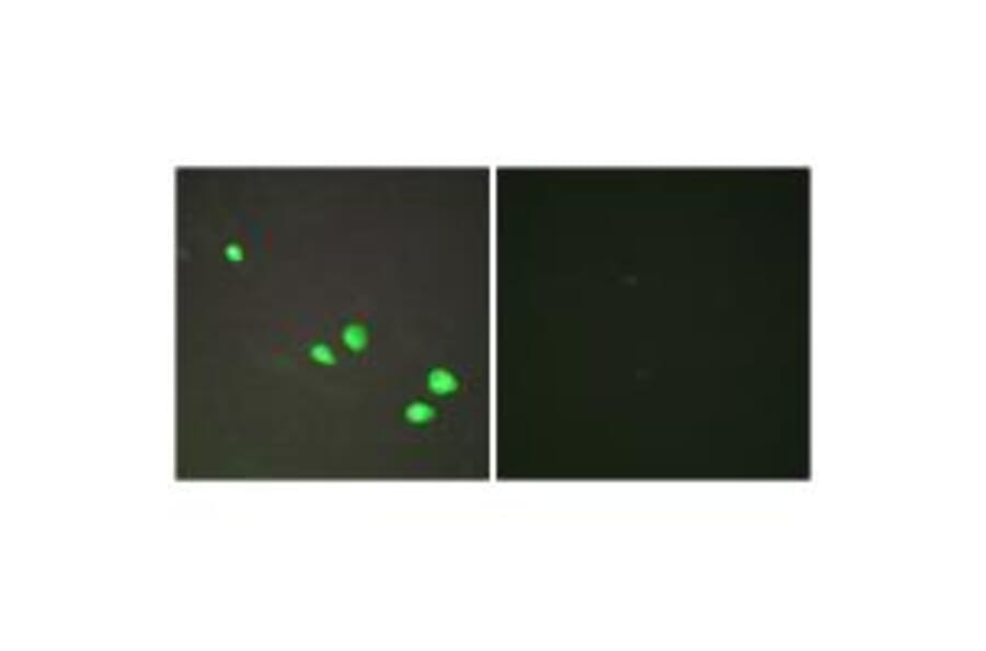 Immunofluorescence - CHD4 Antibody from Signalway Antibody (33885) - Antibodies.com