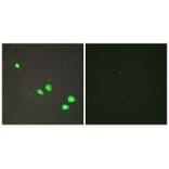 Immunofluorescence - CHD4 Antibody from Signalway Antibody (33885) - Antibodies.com