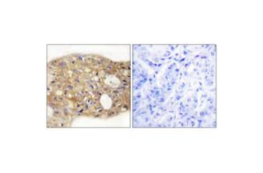 Immunohistochemistry - AGR3 Antibody from Signalway Antibody (33987) - Antibodies.com
