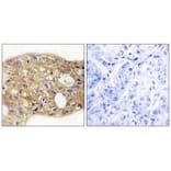 Immunohistochemistry - AGR3 Antibody from Signalway Antibody (33987) - Antibodies.com