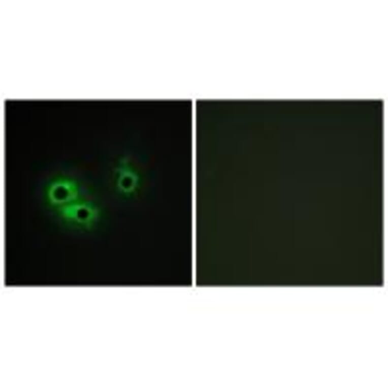 Immunofluorescence - AGR3 Antibody from Signalway Antibody (33987) - Antibodies.com