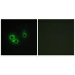 Immunofluorescence - AGR3 Antibody from Signalway Antibody (33987) - Antibodies.com