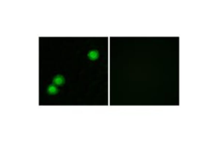 Immunofluorescence - IPKB Antibody from Signalway Antibody (34054) - Antibodies.com