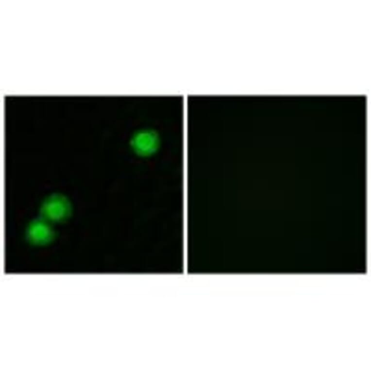 Immunofluorescence - IPKB Antibody from Signalway Antibody (34054) - Antibodies.com