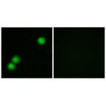 Immunofluorescence - IPKB Antibody from Signalway Antibody (34054) - Antibodies.com