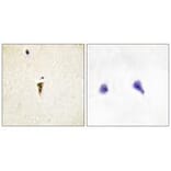Immunohistochemistry - ICK Antibody from Signalway Antibody (34122) - Antibodies.com