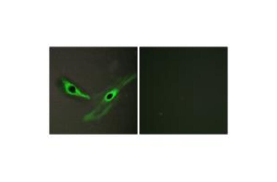 Immunofluorescence - ICK Antibody from Signalway Antibody (34122) - Antibodies.com