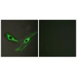 Immunofluorescence - ICK Antibody from Signalway Antibody (34122) - Antibodies.com