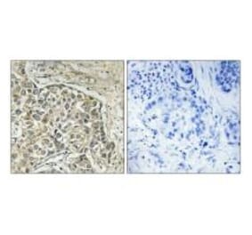 Immunohistochemistry - ARSD Antibody from Signalway Antibody (34441) - Antibodies.com